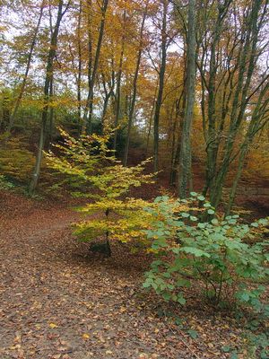 Along the footpath