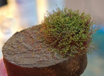 Little bush