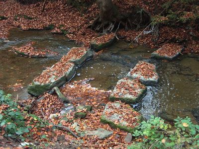 Fallen leaves