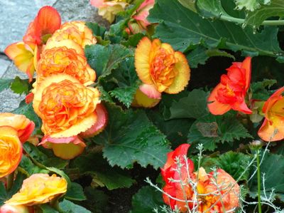 Flowers in the park
