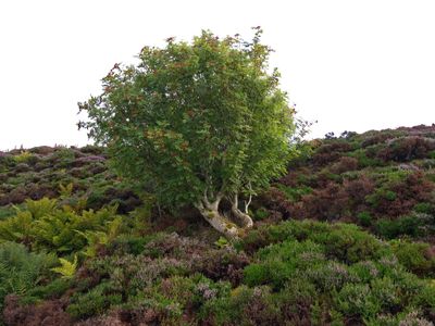 Coastal vegetation