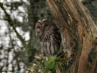 Owl