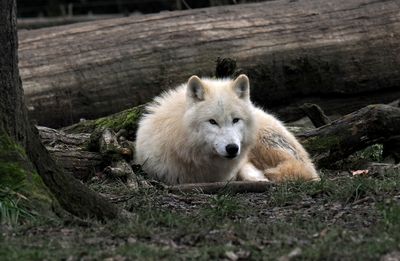 White Wolf