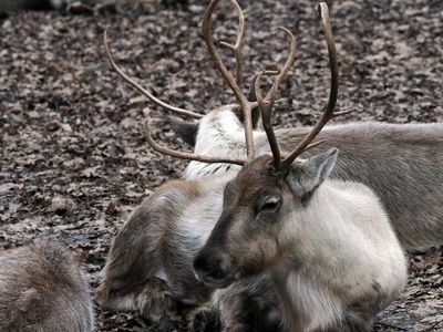 Reindeer