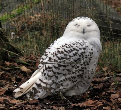 Snowy Owl