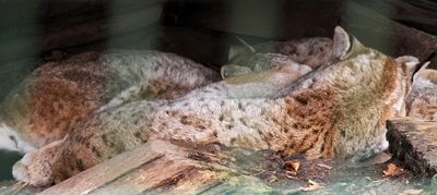 Sleeping lynx family