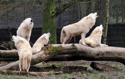 White wolves concert