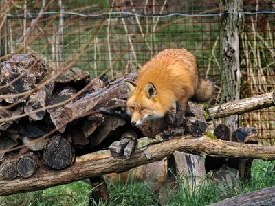 Red Fox