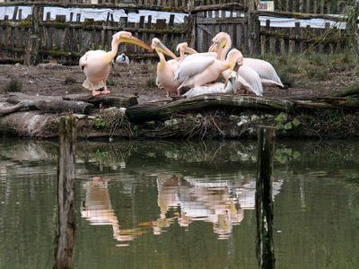 Pelicans