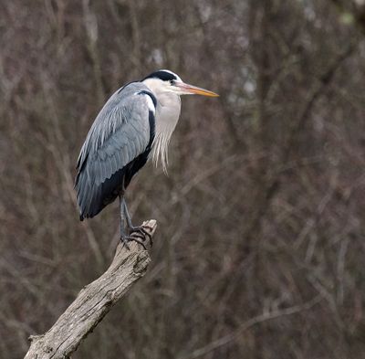 Grey Heron