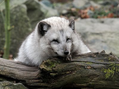 Artic Fox
