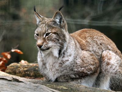Lynx