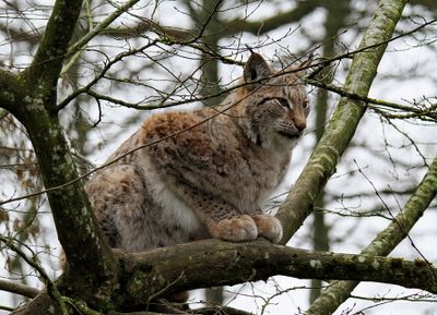 Lynx