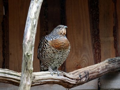 Capercaillie female