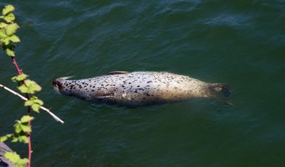 Vancouver to Alaska Expedition 2025