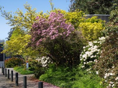 On the campus of the UBC
