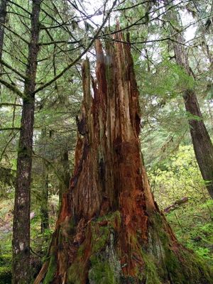 Remains of a fallen tree