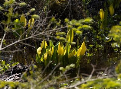 Skunk cabbage