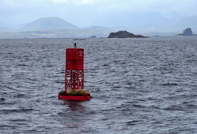 Sea lions resting on a buoy