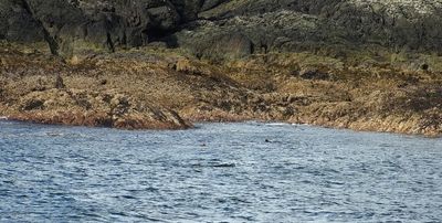 Sea Otters close to the shore
