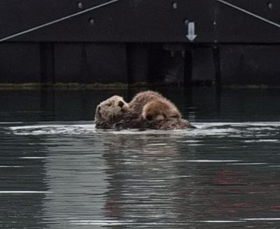 Vancouver to Alaska Expedition 2025