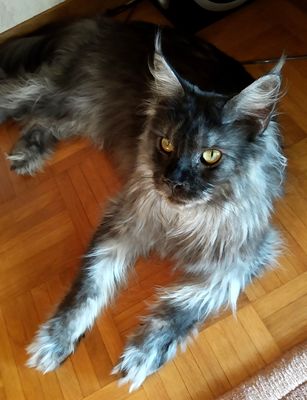Cats