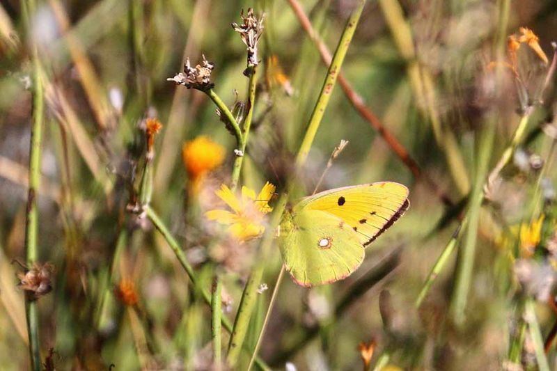 BUTTERFLIES ON THE SLOPES OF  MT ETNA
