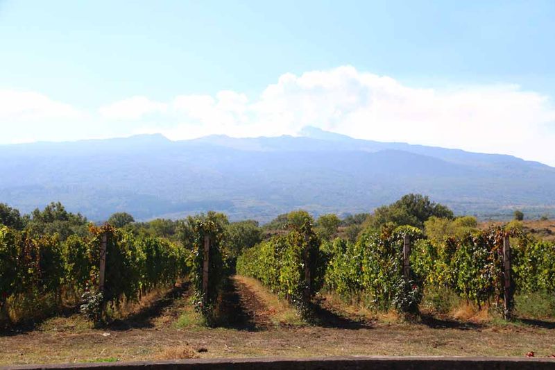 COTTANERA VINEYARDS WITH MT ETNA IN BACKGROUND
