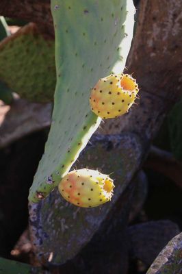 PRICKLY PEAR - A  POPULAR FRUIT