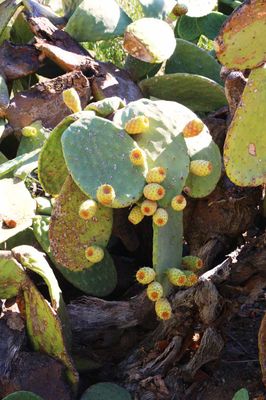PRICKLY PEAR - A  POPULAR FRUIT