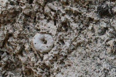 LARGER FOSSIL IN THE LIMESTONE