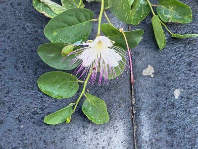BLOOM ON A CAPER BUSH