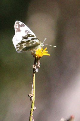BUTTERFLIES ON THE SLOPES OF MT ETNA