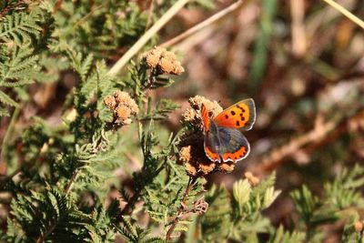 BUTTERFLIES ON THE SLOPES OF MT ETNA