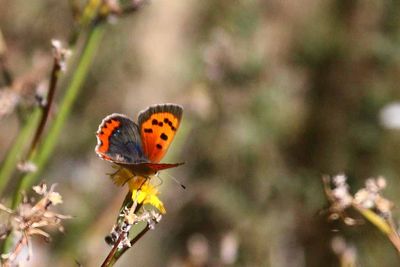 BUTTERFLIES ON THE SLOPES OF MT ETNA