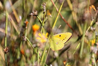 BUTTERFLIES ON THE SLOPES OF MT ETNA