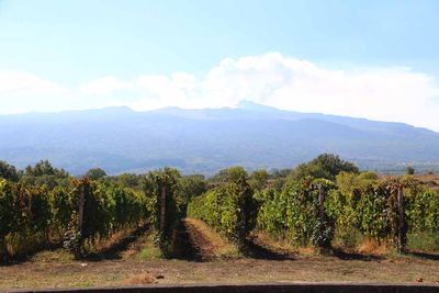 COTTANERA VINEYARDS WITH MT ETNA IN BACKGROUND