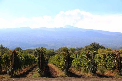 COTTANERA VINEYARDS WITH MT ETNA IN BACKGROUND