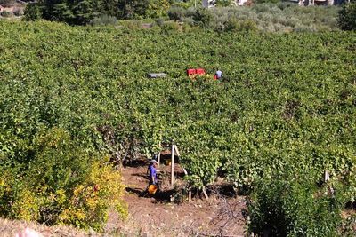 LOCALS RATHER THAN MIGRANTS GROOM THE VINEYARDS