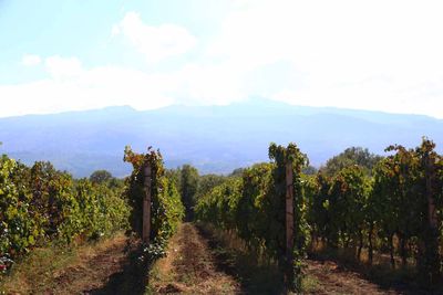 COTTANERA VINEYARDS WITH MT ETNA IN BACKGROUND