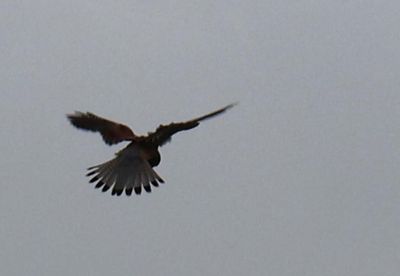 A RAPTOR KITING OVER A NEARBY FIELD