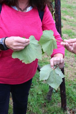 LEARNING TO DIFFERENIATE BETWEEN CHARDONNAY, PINOT NOIR AND PINOT MEUNIER GRAPE LEAVES.