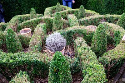 THE KNOT TOPIARY