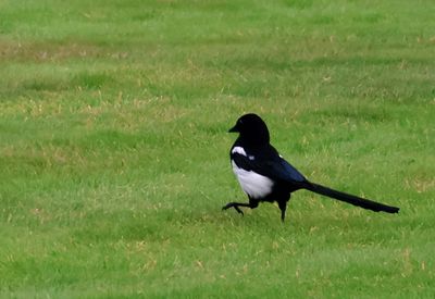 MAGPIE