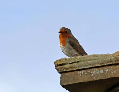 EUROPEAN ROBIN