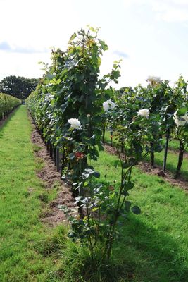 GUSBOURNE VINEYARDS FIELD TOUR