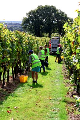 GUSBOURNE VINEYARDS FIELD TOUR