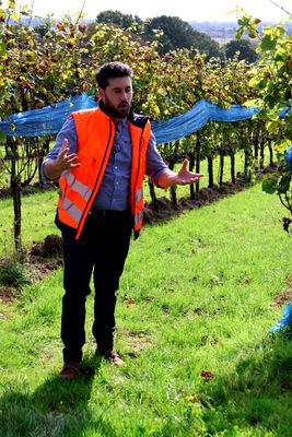 GUSBOURNE VINEYARDS FIELD TOUR
