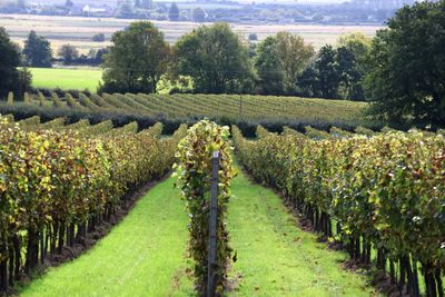 GUSBOURNE VINEYARDS FIELD TOUR