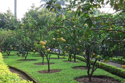GROUNDS OF THE PRESIDENTIAL PALACE